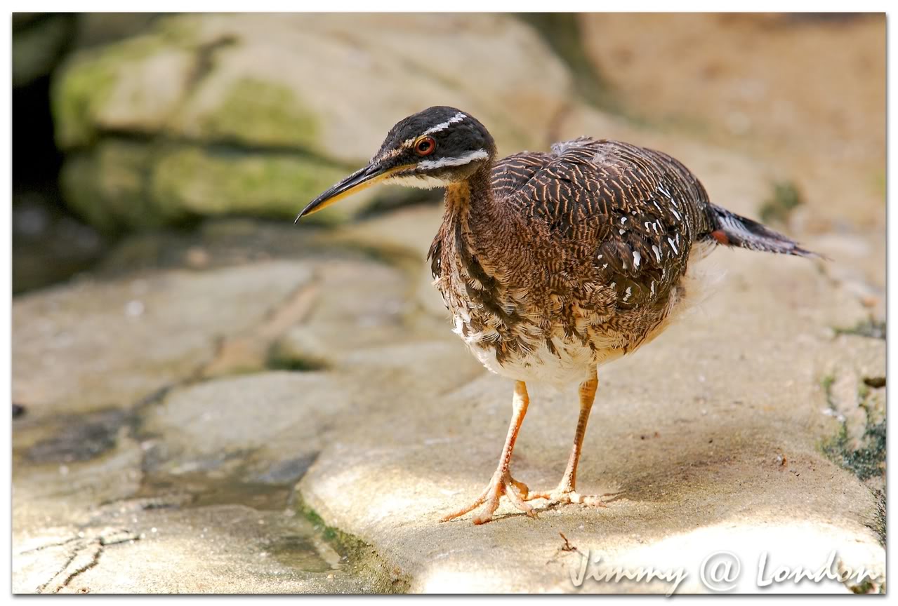 开云在线入口 -L鶴膅勱f?段@?i??E雛的简单介绍